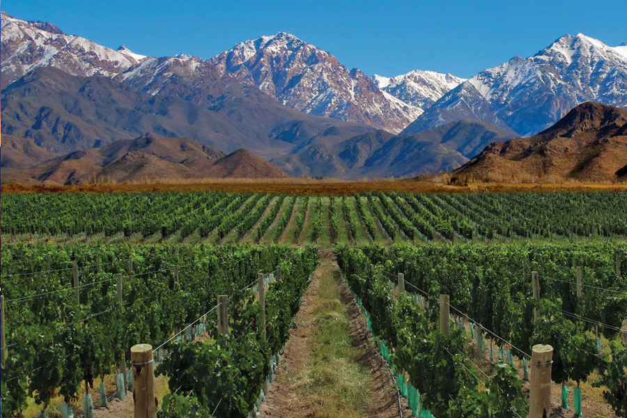 Mendoza and the Wine Region